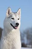 SIBERIAN HUSKY 408